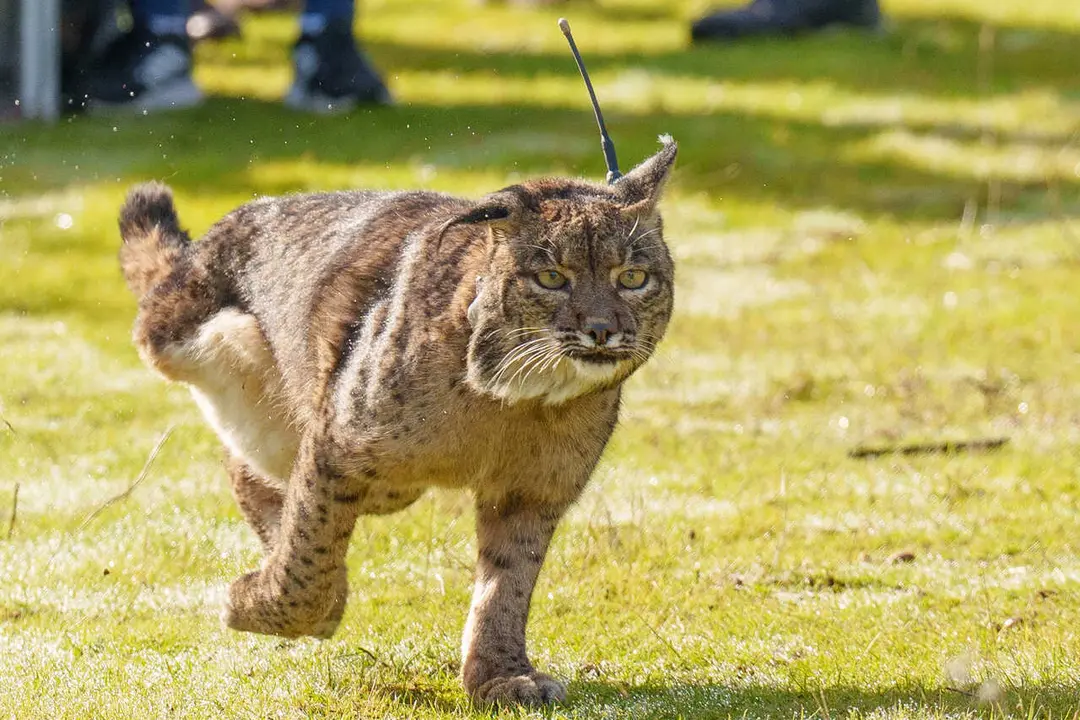 Archivo - imagen de la suelta de un lince Ib&eacute;rico. A 9 de diciembre de 2025 en Adamuz, C&oacute;rdoba (Andaluc&iacute;a, Espa&ntilde;a). 