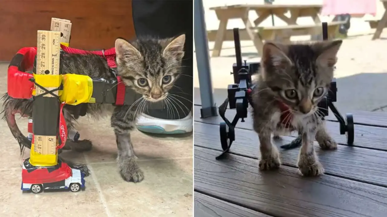 Un gatito con par&aacute;lisis cambia sus coches de juguete por una silla de ruedas personalizada