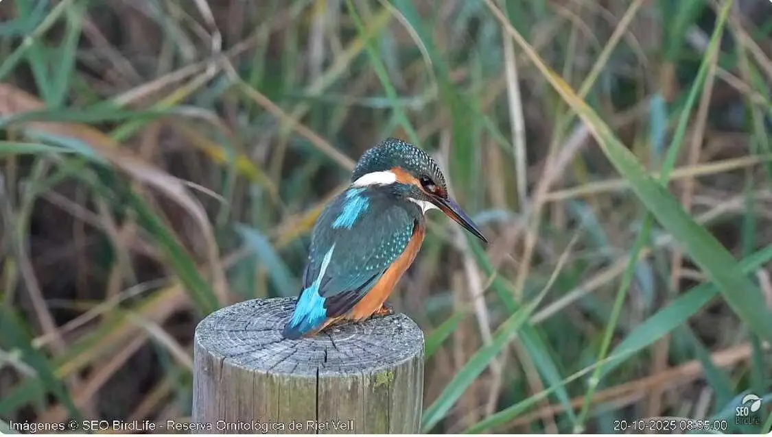 SEO/BirdLife