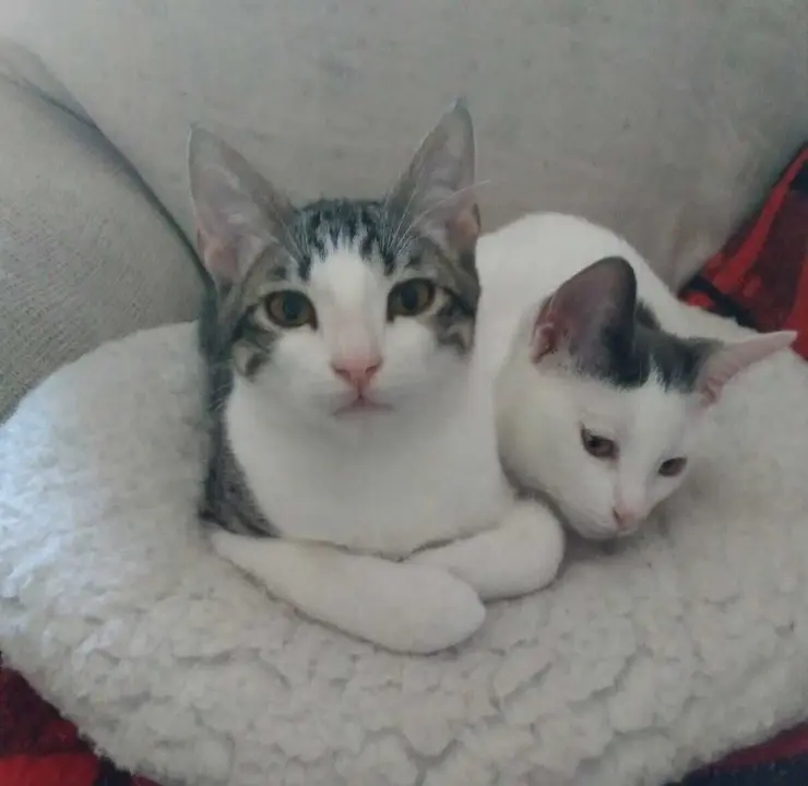Archivo - Gatos, gato, gatitos, animales de compa&ntilde;&iacute;a, animal dom&eacute;stico, gato casero. Gatos caseros en un sof&aacute;
