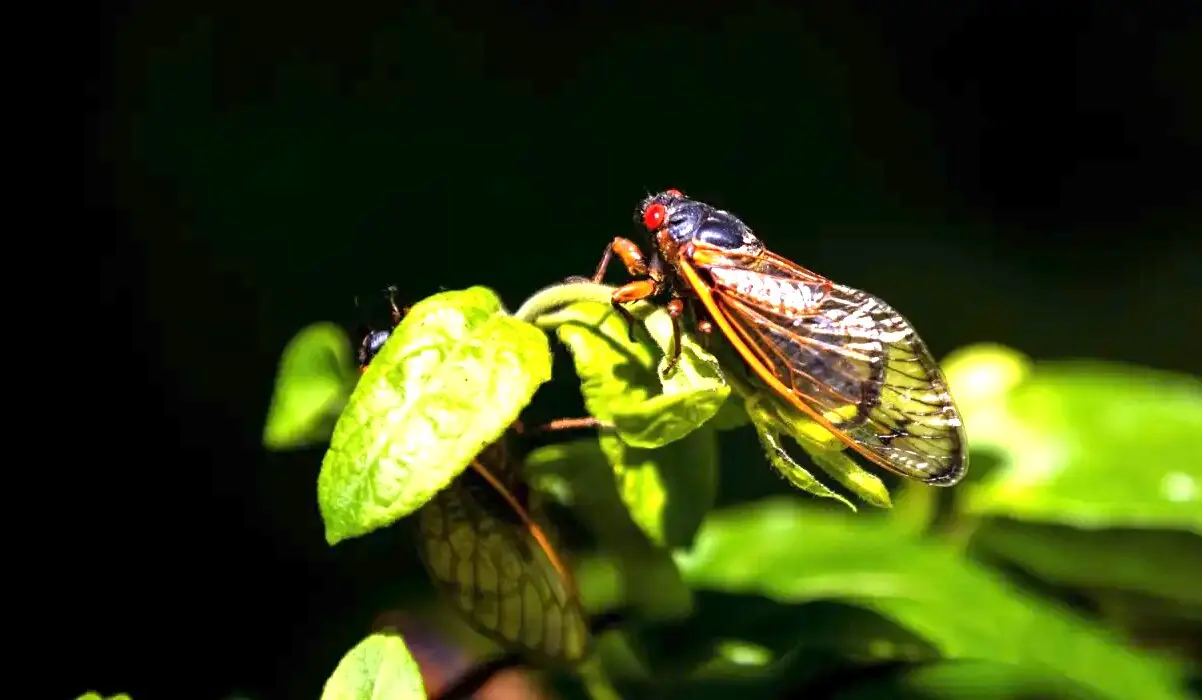 Cigarra