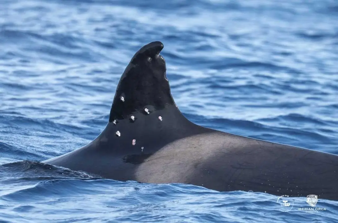 El MITECO abre actuaciones previas de  investigaci&oacute;n tras el avistamiento de la orca To&ntilde;i  con posibles marcas de perdigones en su aleta  Dorsal.