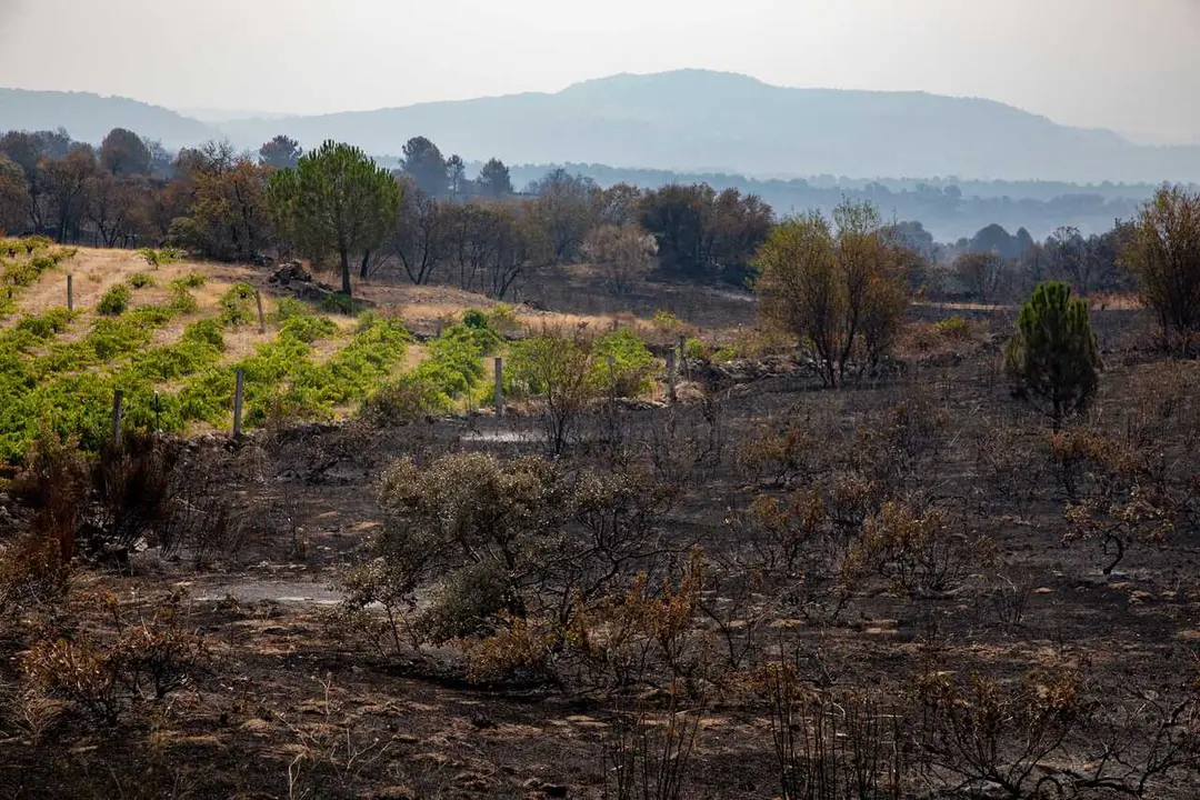 Terreno quemado por el incendio forestal entre Cebreros y El Tiemblo.