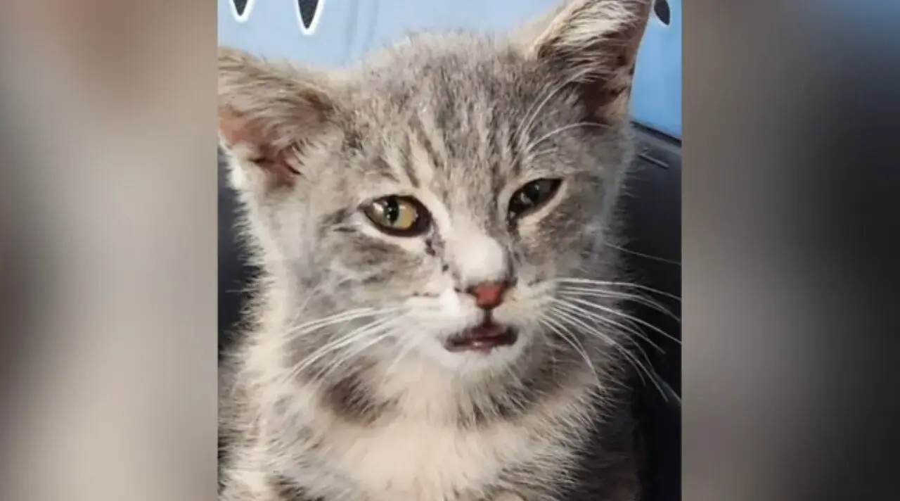 El gatito que recorri&oacute; 1000km en el bajo de un coche