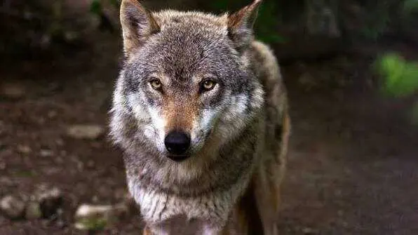 Lobo