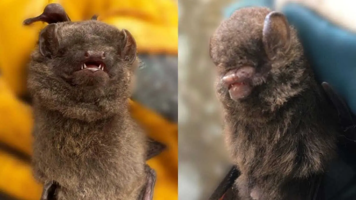 Las dos nuevas especies de murci&eacute;lagos descubiertas en Camer&uacute;n.