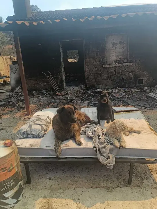 Las mascotas de Abel Viedma, un programador que viv&iacute;a en San Mart&iacute;n de Valdeiglesias, en la vivienda que fue arrasada por el incendio de la Sierra Oeste.