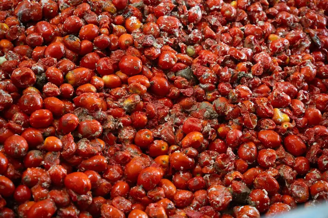 Archivo - Tomates son cargados en los camiones para la celebraci&oacute;n de la tomatina, en imagen de archivo. 