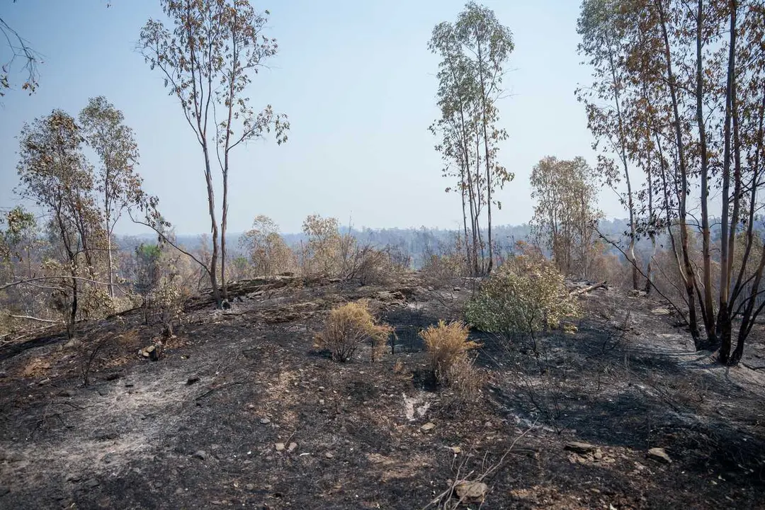 Zona afectada por el incendio de Niebla (Huelva) que lleva cinco d&iacute;as activo. A 11 de agosto de 2026 en Niebla, Huelva (Andaluc&iacute;a, Espa&ntilde;a). 