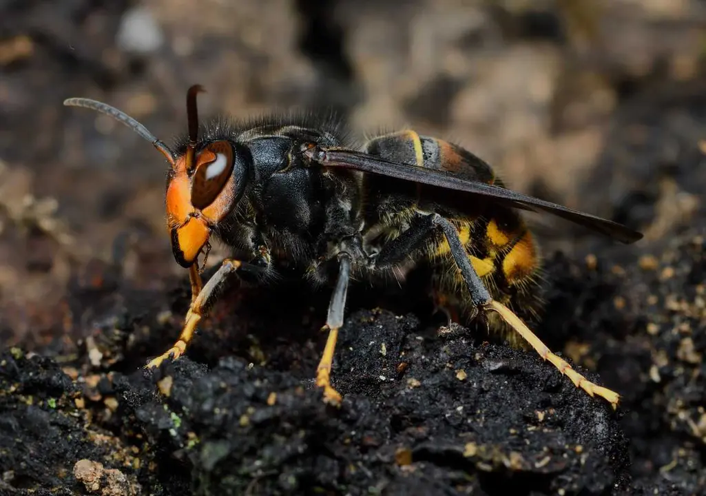 Archivo - La avispa asi&aacute;tica (vespa velutina).
