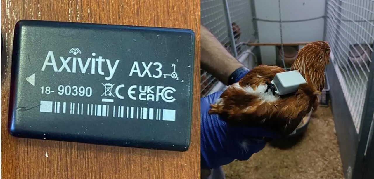 Una de las gallinas monitorizadas.