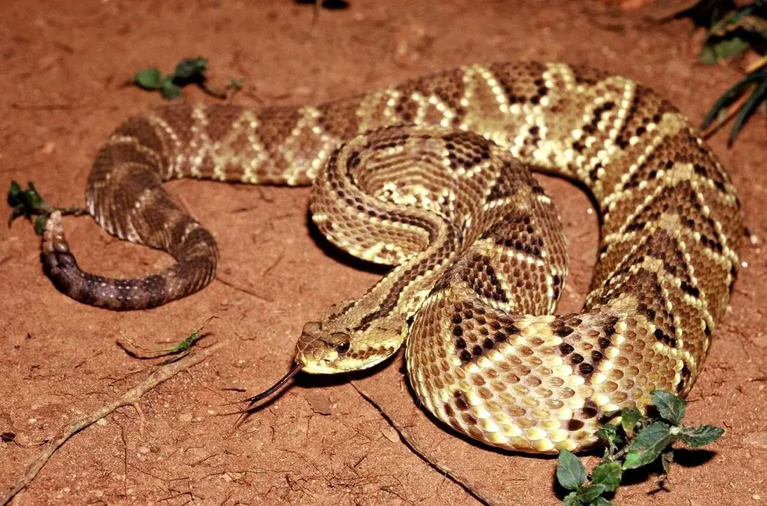 Archivo - Serpiente cascabel
