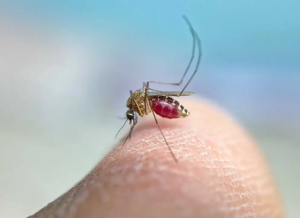 Mosquito transmisor del Virus del Nilo Occidental