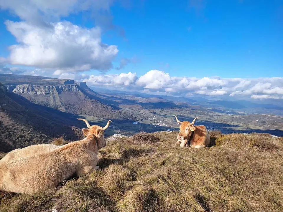 Archivo - Vacas