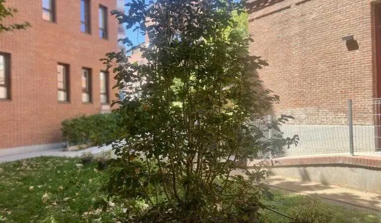 El &aacute;rbol que acompa&ntilde;&oacute; al Papa Le&oacute;n XIV durante su visita a Cedia echa nuevas ra&iacute;ces en el jard&iacute;n de la sede de C&aacute;ritas.