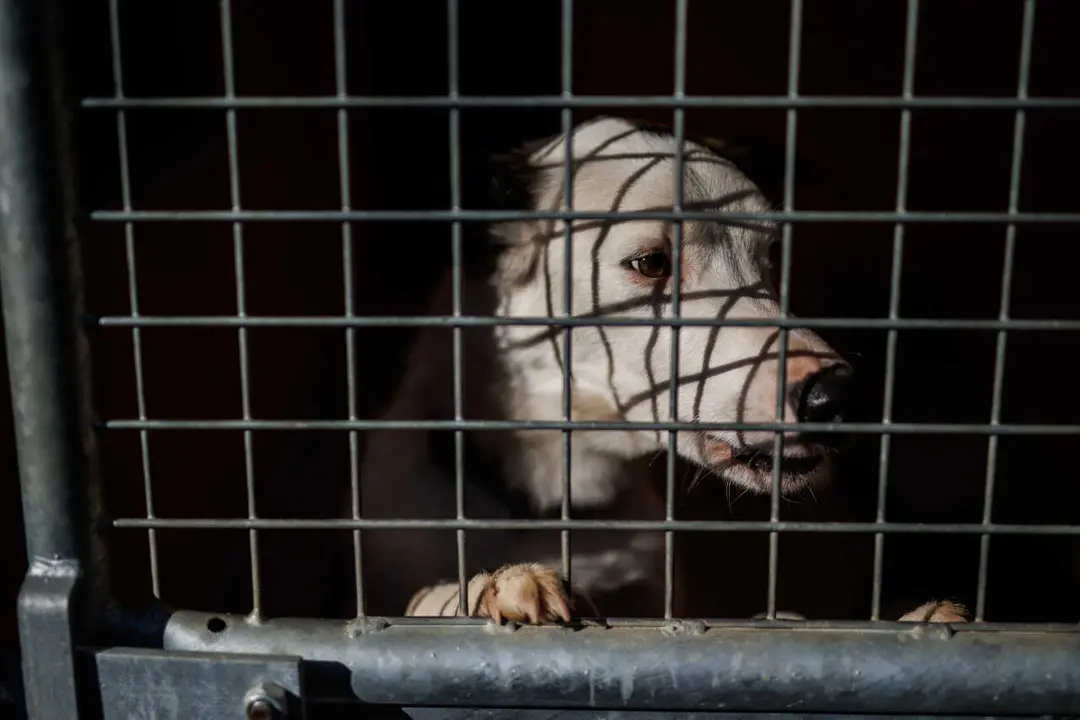Archivo - Un perro en una jaula en la protectora animal ALBA, a 2 de febrero de 2023, en Camarma de Esteruelas, Madrid (Espa&ntilde;a). 