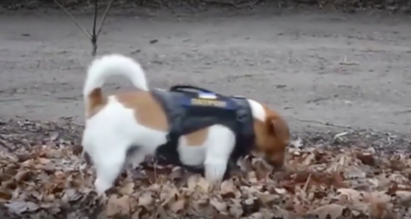 <p> Patron, el perro que busca minas en Ucrania </p>