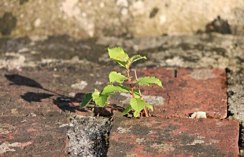 <p> Planta creciendo entre los ladrillos asfaltados en una calle </p>