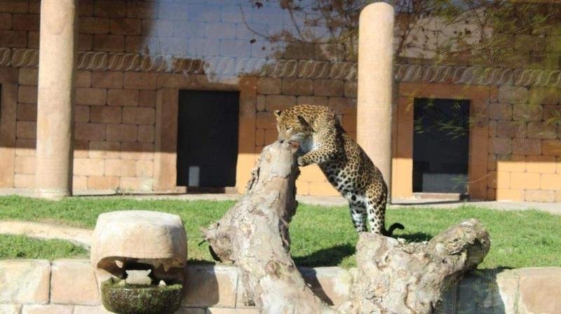 <p> Leopardo Portos en el Zoológico de Córdoba. </p>