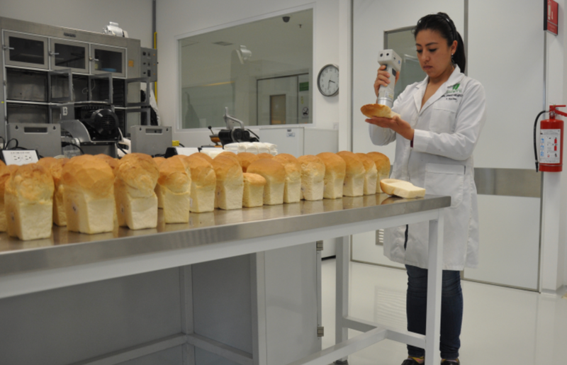 <p> Anayeli Morales, del CIMMYT, analizando el color y la calidad de la miga de pan tras la prueba de panificación en laboratorio </p>