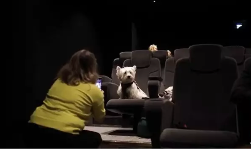 <p> Abre el primer cine para perros en Manchester - YOUTUBE - VIDELO </p>