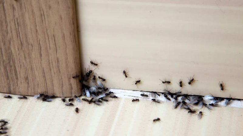 <p> Acumulación de hormigas en una casa </p>
