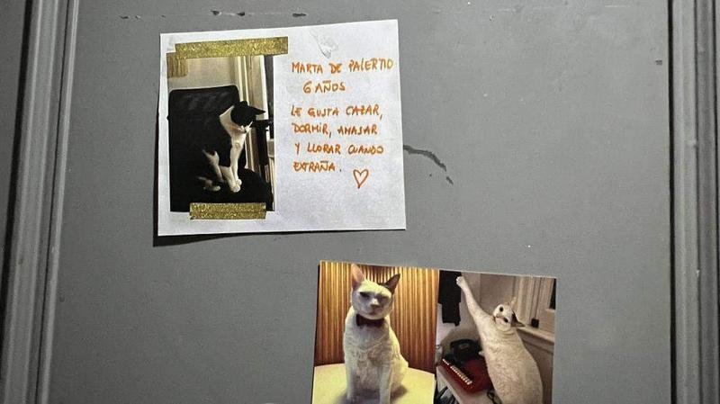 <p> Notas en una pared con fotos de gatos. SANTIIDELSON / INSTAGRAM </p>
