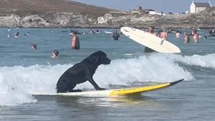 <p> Labrador surfeando en la playa de Cornualles, Reino Unido. Twitter </p>