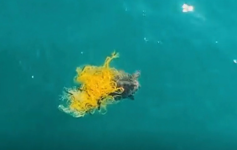 <p> Un dron de la Generalitat ha salvado a una tortuga marina caretta caretta en peligro de extinción - GVA </p>