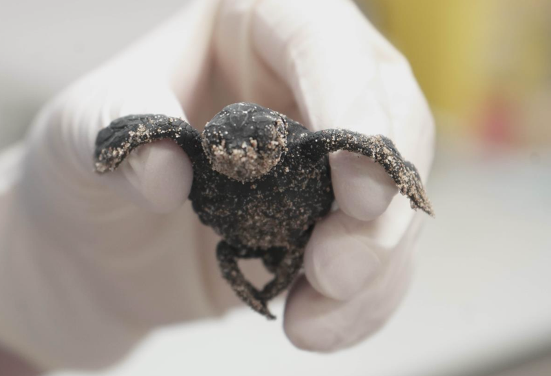 <p> Nace la primera tortuga marina del único nido registrado este año en España - FUNDACIÓN OCEAOGRÀFIC </p>