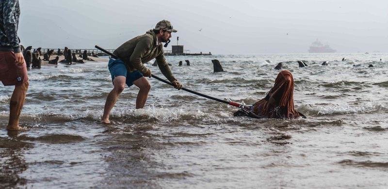  Voluntario de OCN rescatando a un ejemplar de lobo marino - Facebook - @OCNamibia 