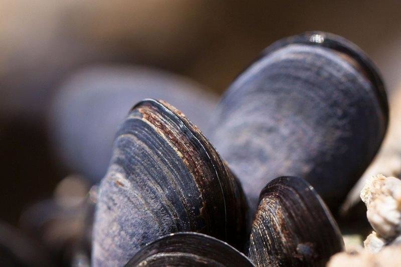  mussels-419052_1920 