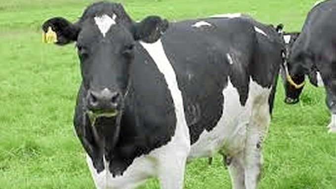  Vaca lechera, imagen de archivo 