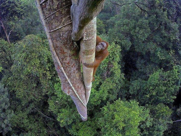  Orangután. Twitter 