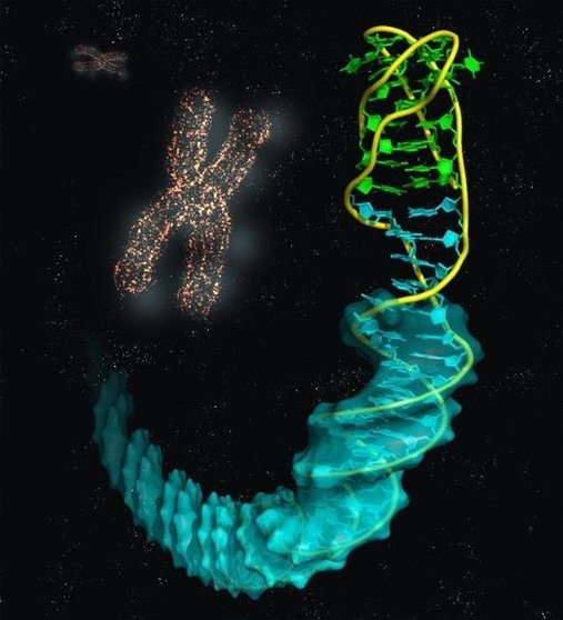  Imagen ilustrativa de la estructura de la unión del i-ADN (bases en verde) con el B-ADN (azul). - IQFR-CSIC 