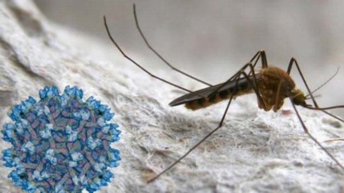  Se detecta el virus en los mosquitos - obtenido de Huelvared 