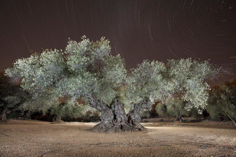  Info, el mejor olivo del Mediterráneo 