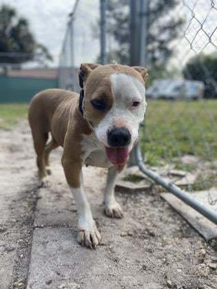  Imágen de uno de los perros del refugio de Florida, Halifax Humane Society 