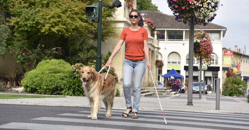 <p> Persona ciega cruzando por un paso de peatones con un perro guía </p>