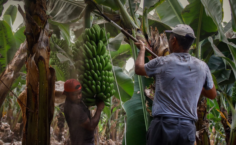 <p> Dos agricultores llenos de ceniza recogen las piñas de plátanos en Tazacorte - Kike Rincón - Europa Press </p>