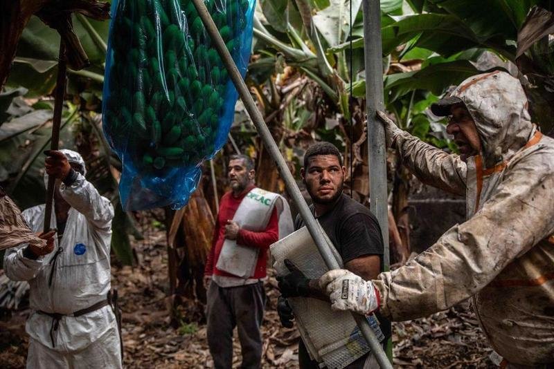 <p> Agricultores de plataneras trabajando en La Palma </p>