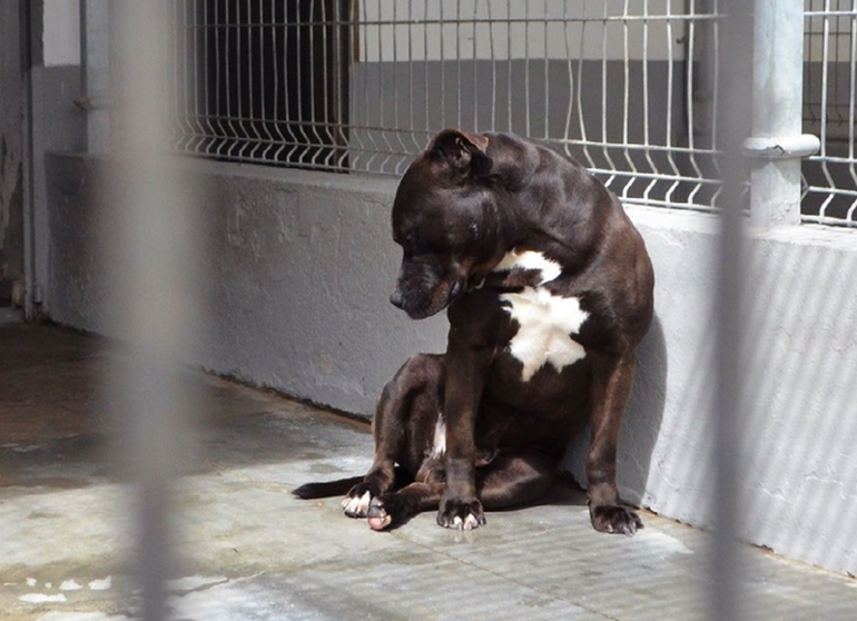 <p> Archivo - Un perro en un centro canino de Valladolid - EUROPA PRESS - Archivo </p>