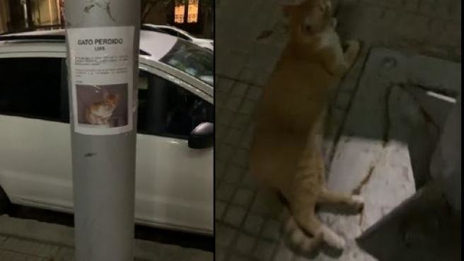 <p> El Gato acostado justo al lado del poste donde colocaron su cartel </p>