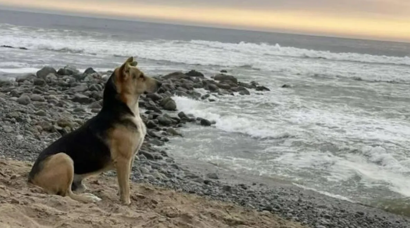 <p> Vaguito, un perro de Lima (Perú) que acude solo a la playa, esperando el regreso de su dueño fallecido. - Twitter. </p>
