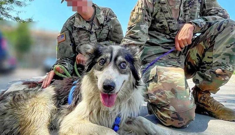 A homeless dog that brought comfort to soldiers overseas is being transported to America to live with one of those soldiers.  Duke, a three-year-old mixed breed, became like family to Sergeant Kelsey (an alias) and his US Army unit in Kosovo in 2021, after they found him looking for food around their base. See SWNS story SWNYduke. His visits and wagging tail soon became the highlight of their days, bringing them comfort far from home.Sgt. Kelsey in particular bonded with the pooch and wanted to get him to a better life, out of danger.Staff at New York-based organization Paws of War committed to help bring Duke to the U.S., so he and the sergeant could be together once more. 