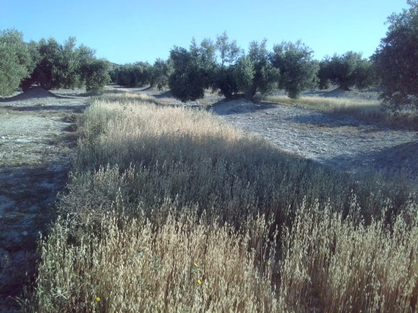 <p> Imagen del olivar diversificado de Diverfarming. Fuente: Universidad de Córdoba </p>