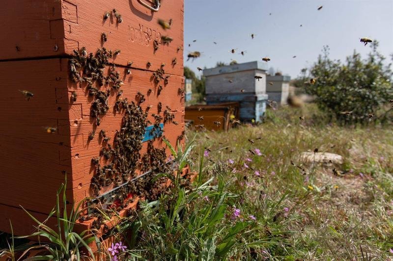 <p> Una familia de abejas de regreso a su colmenar, en la empresa apícola ‘La Abeja Viajera’, a 29 de abril de 2022, en Navalafuente, Madrid </p>