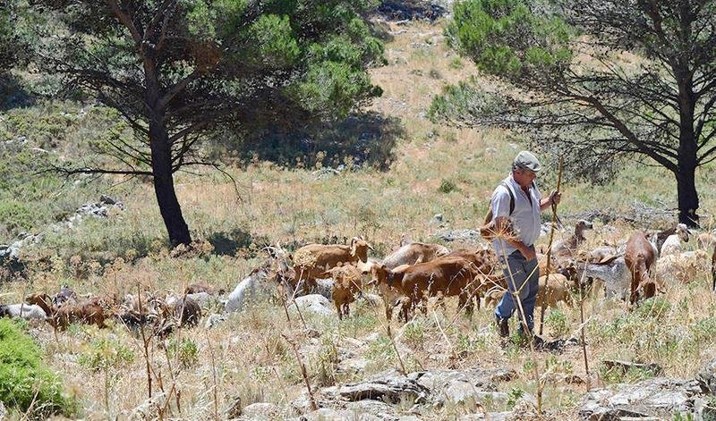 <p> Un pastor conduce su rebaño por un monte público en la Sierra de Córdoba - Página de la Junta de Andalucía </p>