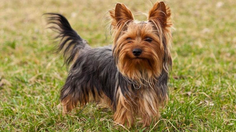 <p> Un Yorkshire, una de las razas de perro más popular en España </p>