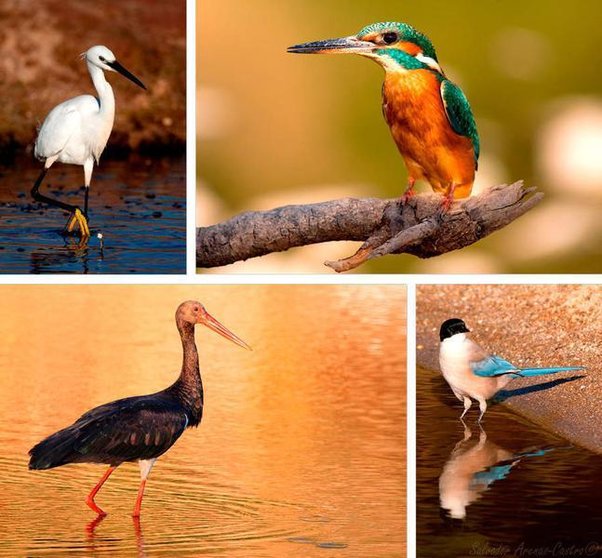 <p> Diferentes especies de aves. Fotos de Salvador Arenas-Castro </p>